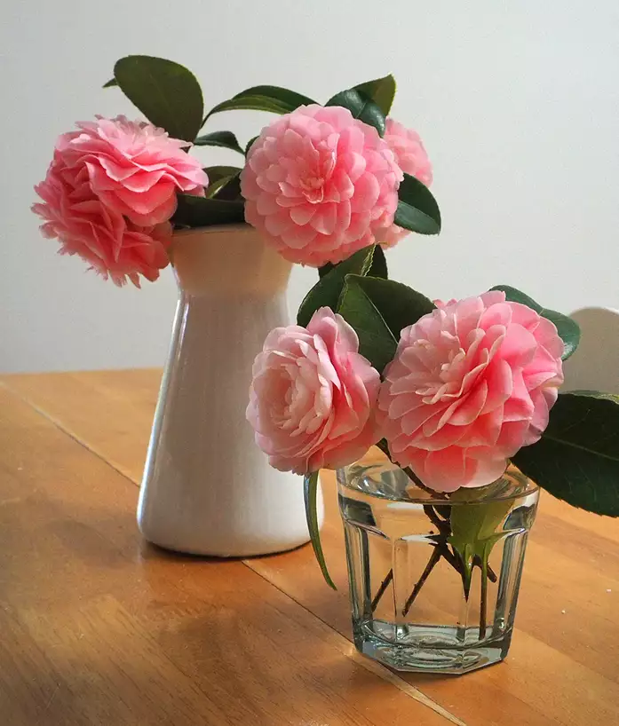 Beautiful pink Camellias 2