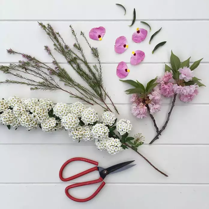 Beautiful pink flowers