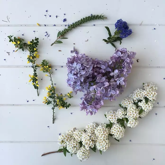 Beautiful purple flowers