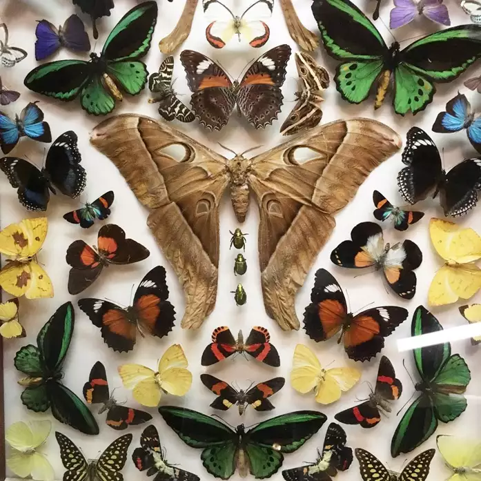 Butterflies