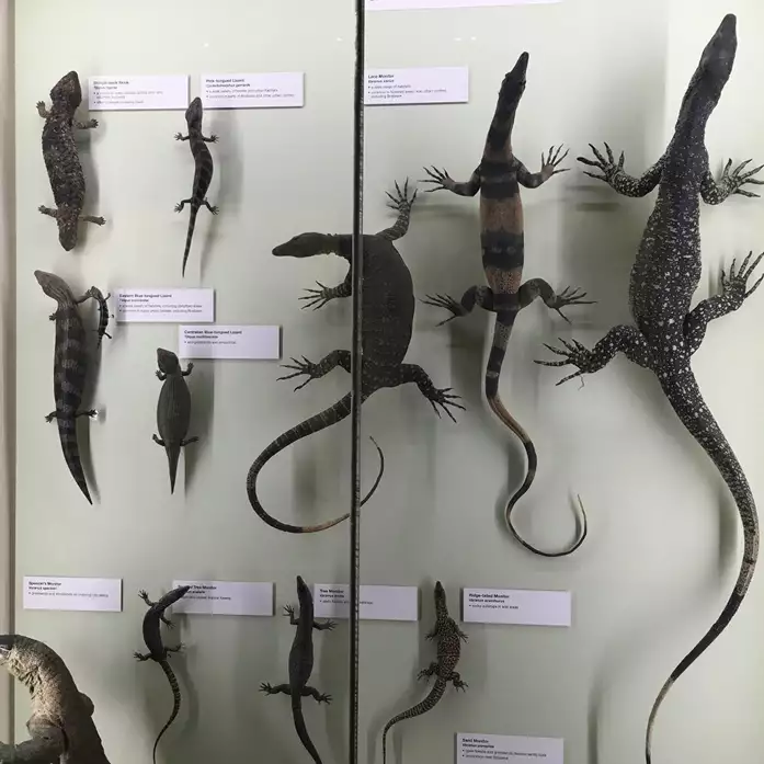 Lizards