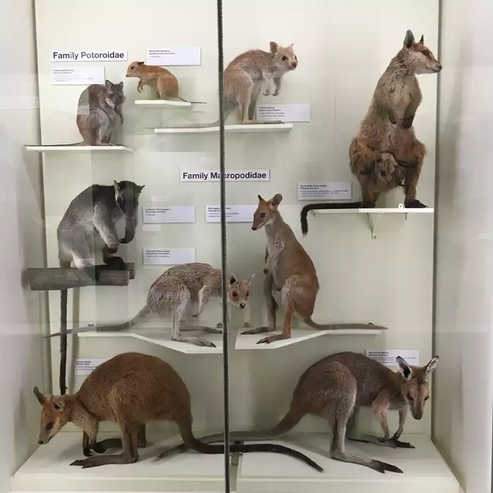 Marsupials