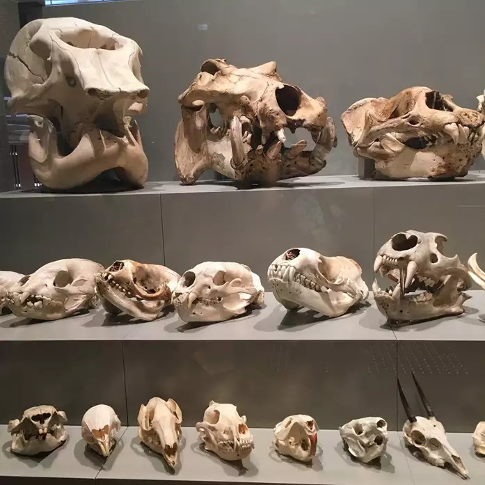 Skulls