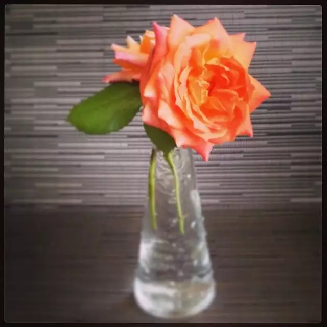 blog-roses-1 Roses 2