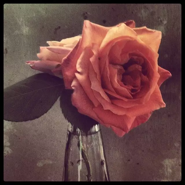Roses 2