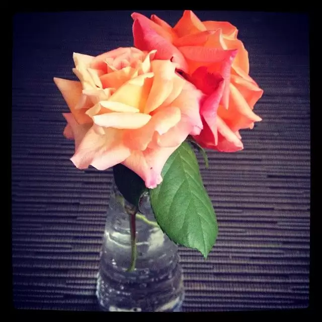 Roses 3